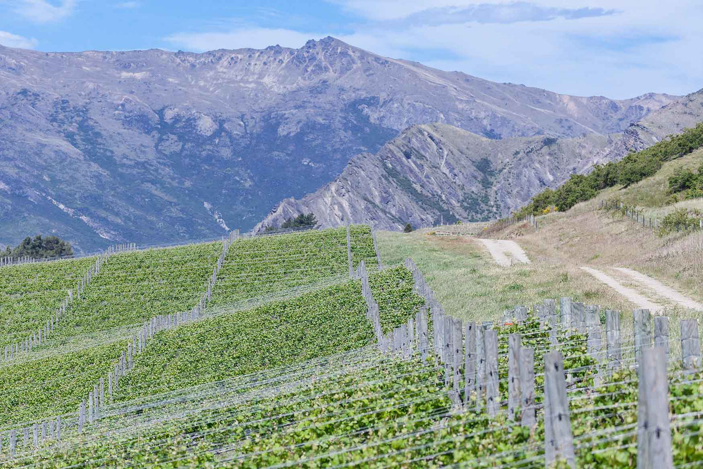 Tasting Night: Peregrine Wines